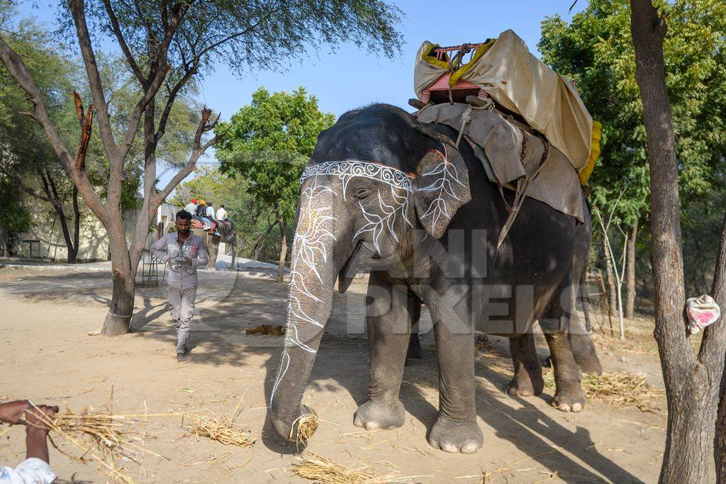 Captive Indian or Asian elephant with apparent eye problem, waiting to give elephant rides at Hathi Gaon elephant village, Jaipur, Rajasthan, India, 2022