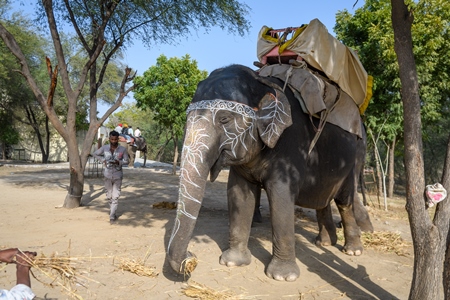 Captive Indian or Asian elephant with apparent eye problem, waiting to give elephant rides at Hathi Gaon elephant village, Jaipur, Rajasthan, India, 2022