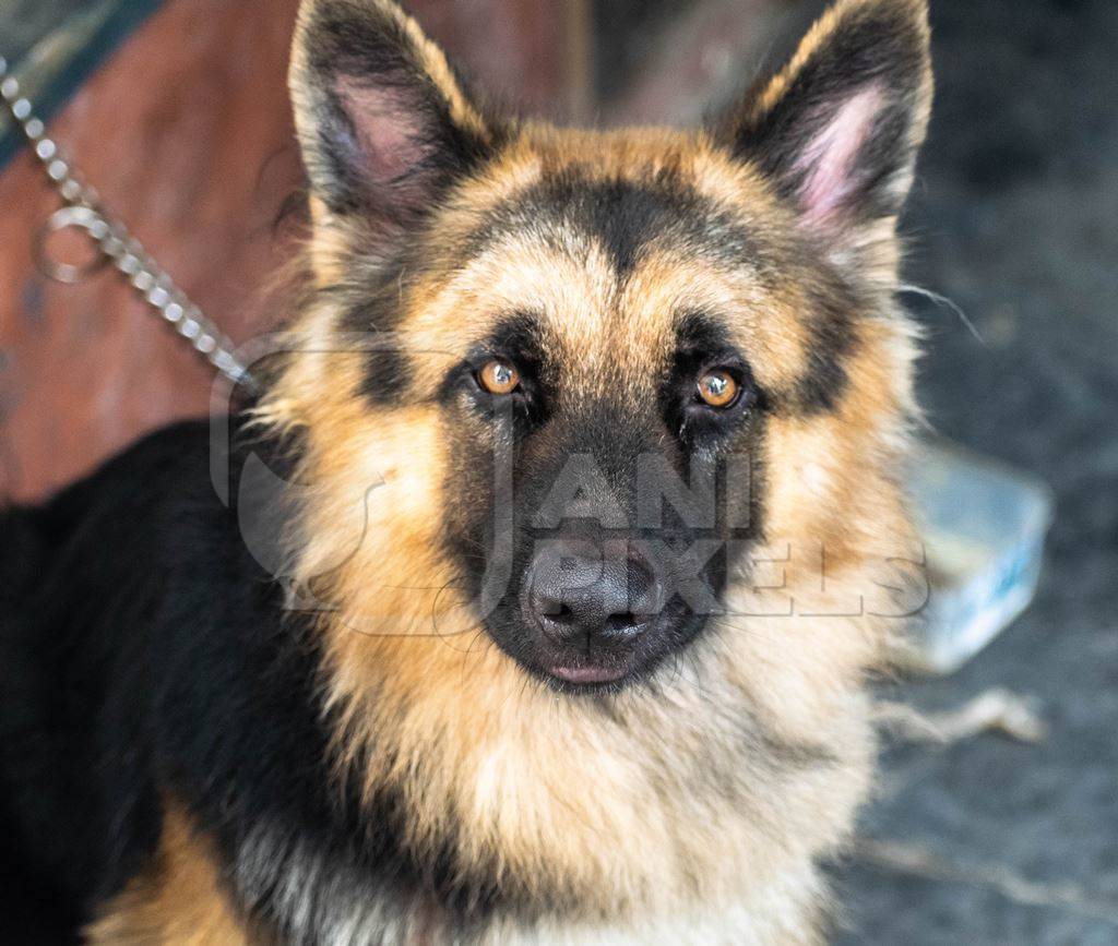 Photo of pet dog kept chained, India