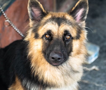 Photo of pet dog kept chained, India