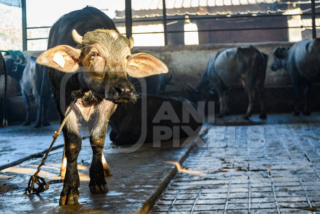 Farmed Indian buffalo calf tied up inside a large concrete shed on an urban dairy farm or tabela, Aarey milk colony, Mumbai, India, 2023