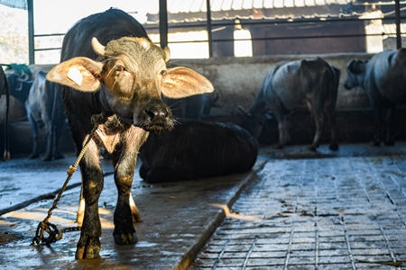 Farmed Indian buffalo calf tied up inside a large concrete shed on an urban dairy farm or tabela, Aarey milk colony, Mumbai, India, 2023