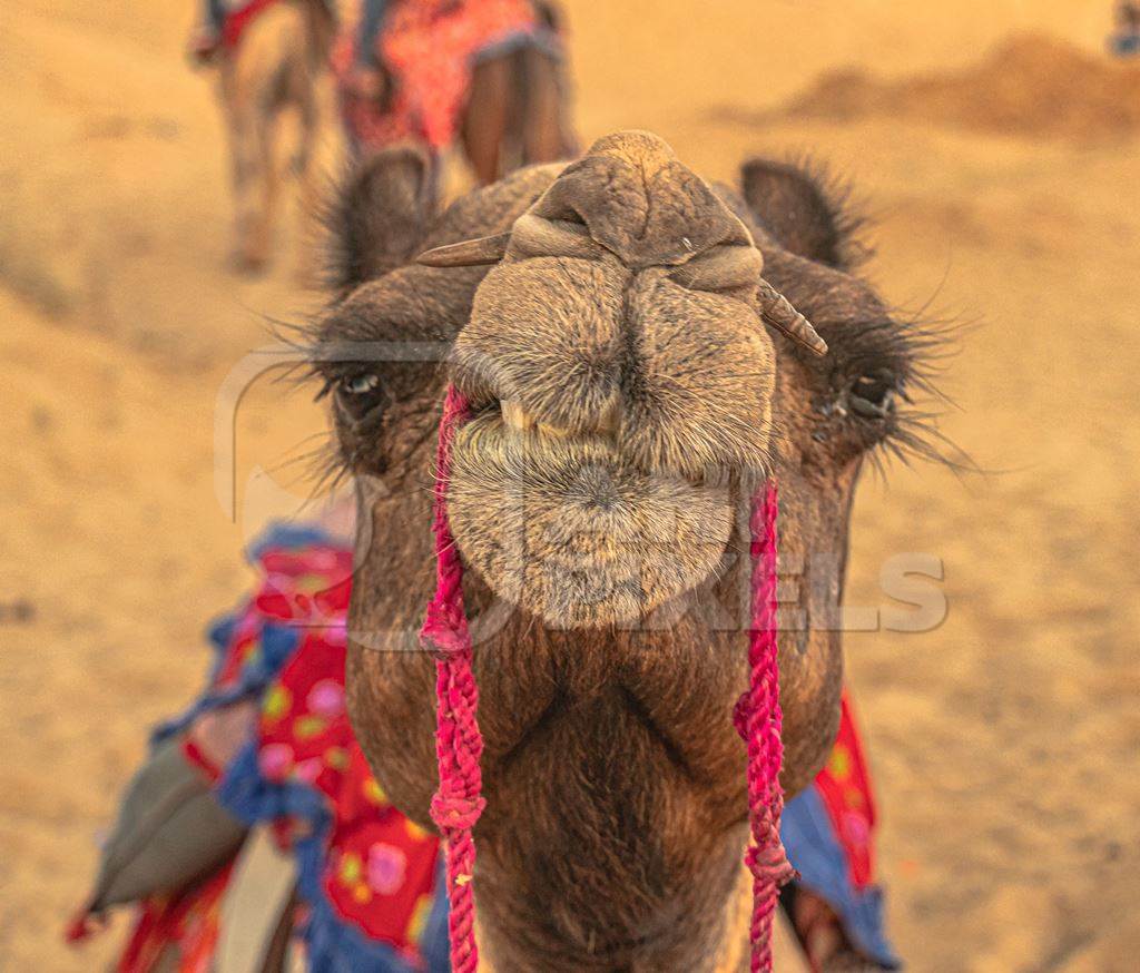 Close up of face of camel used for tourist rides with yellow orange light
