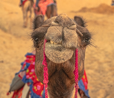 Close up of face of camel used for tourist rides with yellow orange light