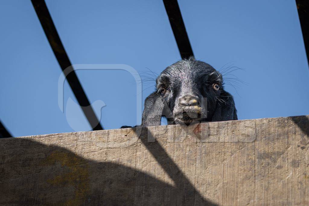 A small Indian goat leans his head out of a transport truck and bleats at Chakan Goat and Sheep market, Maharashtra, India, 2024