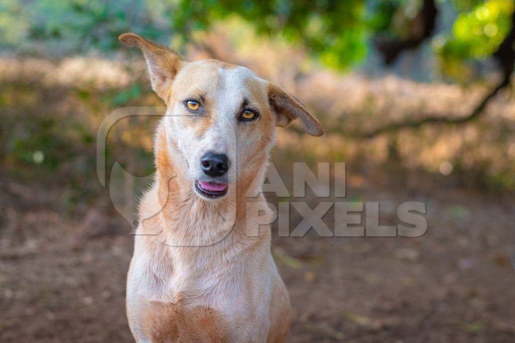 Photo of friendly Indian street or stray dog on road in Goa in India