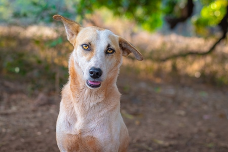 Photo of friendly Indian street or stray dog on road in Goa in India