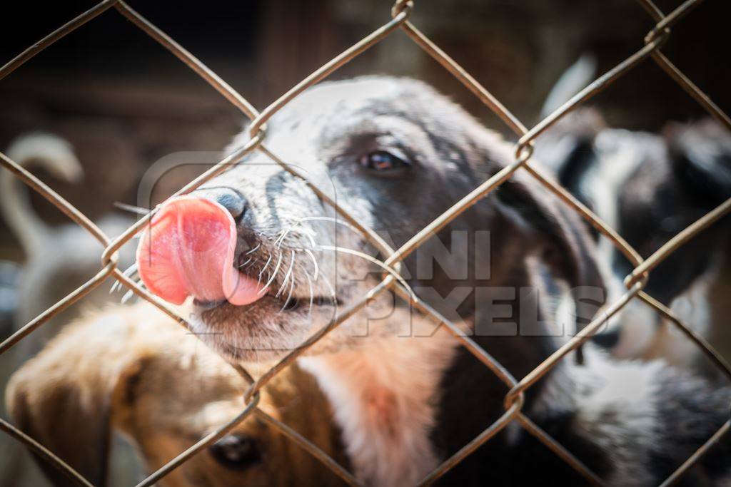 Cute puppy for adoption behind fencing in animal shelter