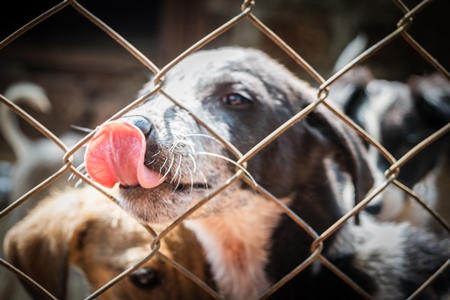 Cute puppy for adoption behind fencing in animal shelter