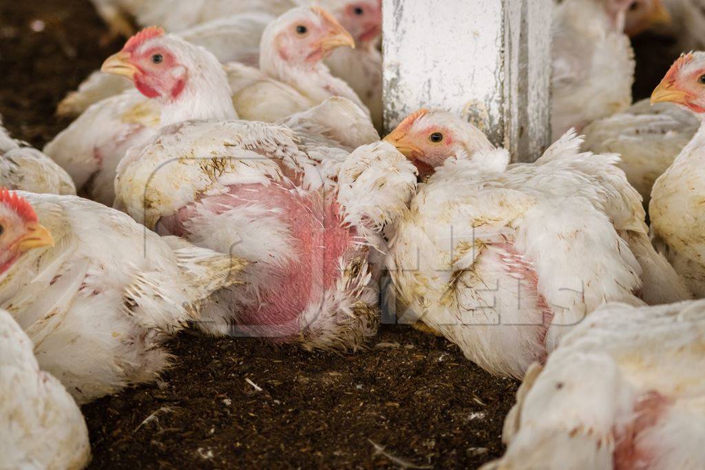 White broiler chickens raised for meat on a large poultry broiler farm in Maharashtra in India