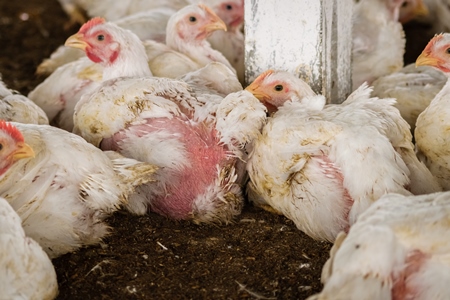 White broiler chickens raised for meat on a large poultry broiler farm in Maharashtra in India