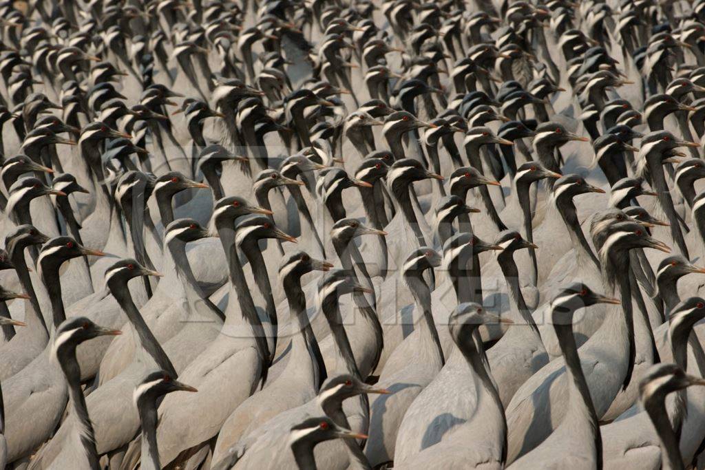 Flock of demoiselle cranes