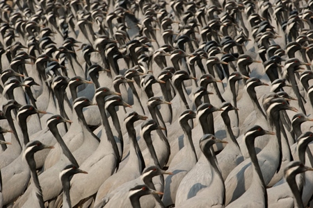 Flock of demoiselle cranes