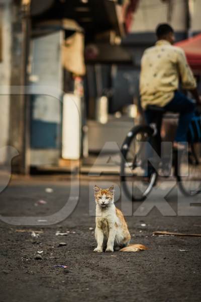 Indian street or stray cat alone at Shivaji market, Pune, India, 2024