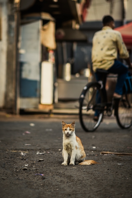 Indian street or stray cat alone at Shivaji market, Pune, India, 2024