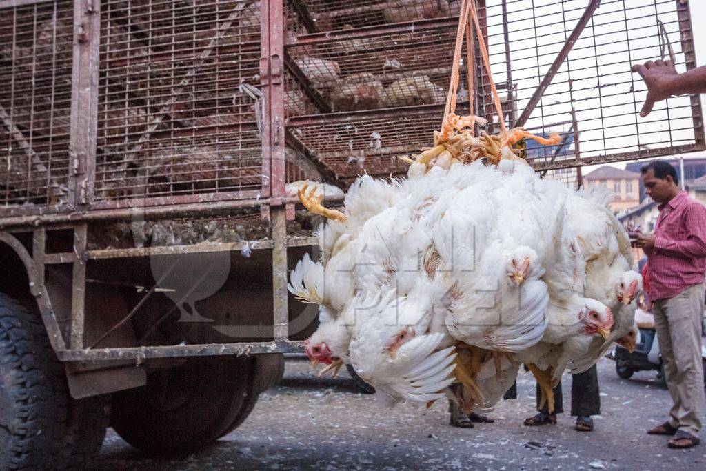 Broiler chickens hanging upside down being unloaded from transport trucks near Crawford meat market in Mumbai