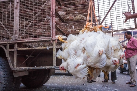 Broiler chickens hanging upside down being unloaded from transport trucks near Crawford meat market in Mumbai