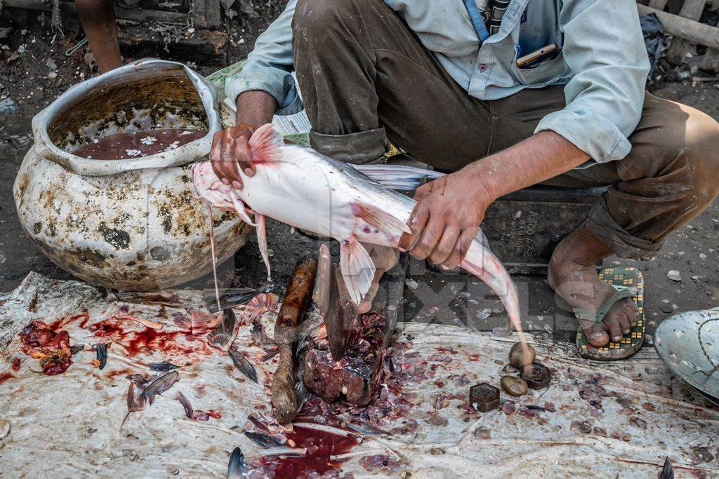 Fish being de-scaled, de-finned and gutted by a worker on the ground at a fish market in Bihar