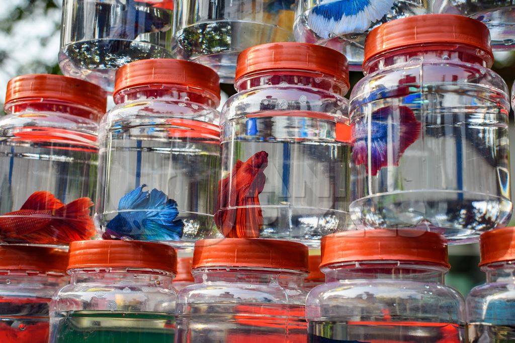 Rows of betta fish or siamese fighting fish in small containers on sale at Galiff Street pet market, Kolkata, India, 2022