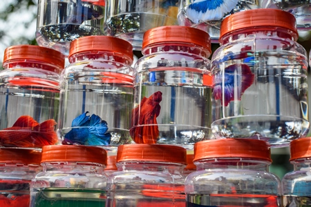 Rows of betta fish or siamese fighting fish in small containers on sale at Galiff Street pet market, Kolkata, India, 2022