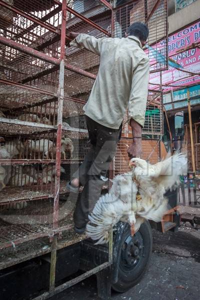 Broiler chickens raised for meat being unloaded from transport trucks near Crawford meat market