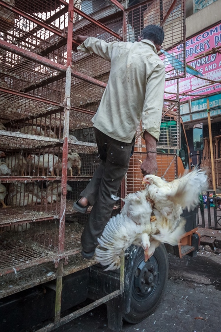 Broiler chickens raised for meat being unloaded from transport trucks near Crawford meat market