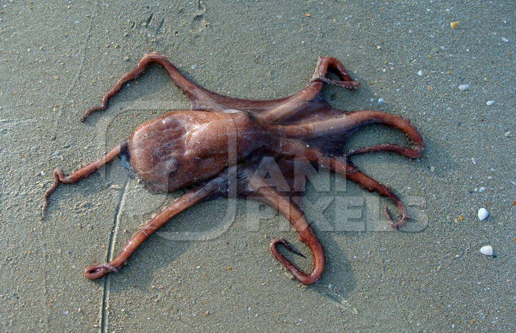 Octopus on the beach