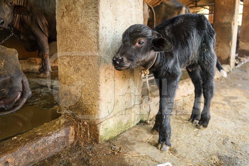 Farmed Indian buffalo calf tied up away from the mother, with a line of chained female buffaloes in the background on an urban dairy farm or tabela, Aarey milk colony, Mumbai, India, 2023