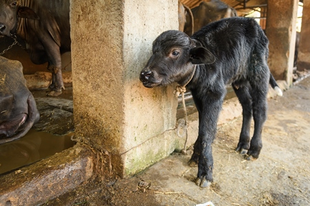 Farmed Indian buffalo calf tied up away from the mother, with a line of chained female buffaloes in the background on an urban dairy farm or tabela, Aarey milk colony, Mumbai, India, 2023