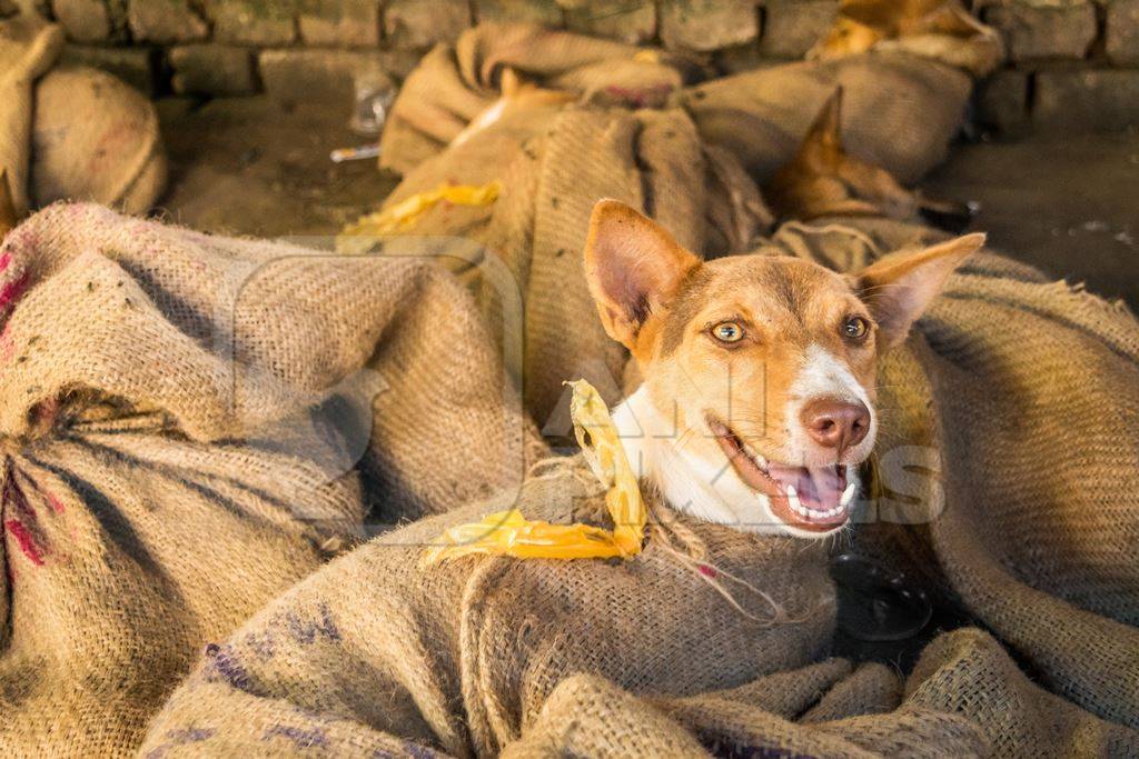 Dogs tied up in sacks on sale for meat at dog market