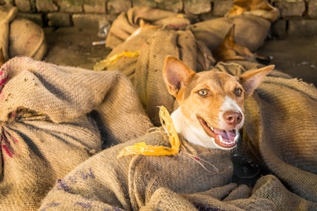 Dogs tied up in sacks on sale for meat at dog market