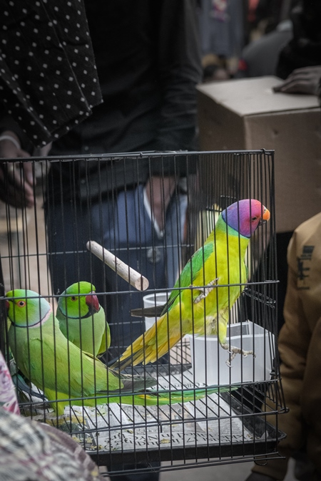 Indian parakeets in cages on sale illegally as pets at Kabootar market in Delhi, India, 2022, in contravention of the Wildlife Protection Act, 1972