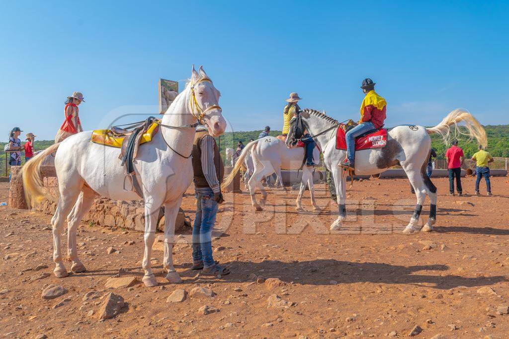 Photo of Indian horses used for tourist horse rides at Mahabaleshwar table land in Maharashtra in India