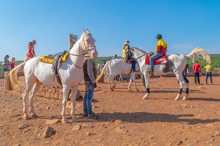 Photo of Indian horses used for tourist horse rides at Mahabaleshwar table land in Maharashtra in India