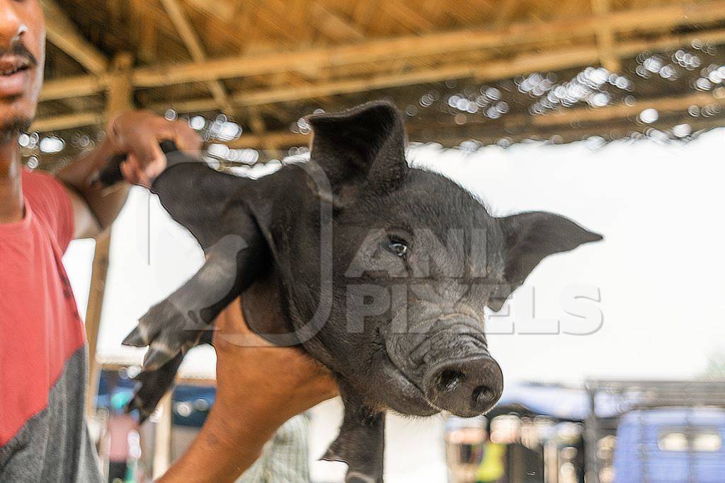 People holding pigs for sale for meat at the weekly animal market