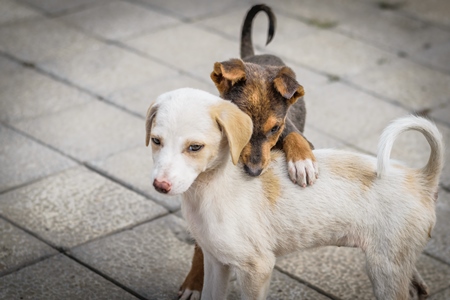 Stray cute street puppy dogs on road playing