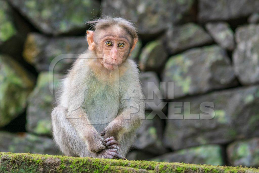 Cute young macaque monkey looking at the camera with stone wall background
