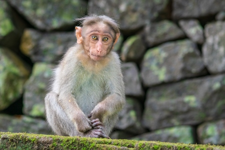 Cute young macaque monkey looking at the camera with stone wall background