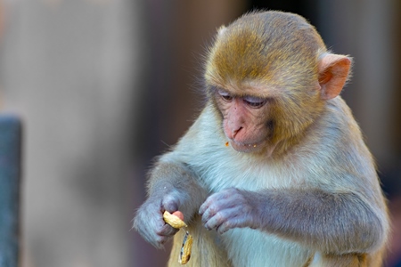 One Indian macaque monkey eating peanuts at Galta Ji monkey temple near Jaipur in Rajasthan in India