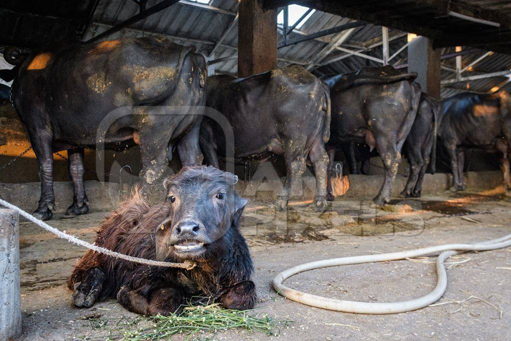 Farmed Indian buffalo calf tied up away from the mother, with a line of chained female buffaloes in the background on an urban dairy farm or tabela, Aarey milk colony, Mumbai, India, 2023