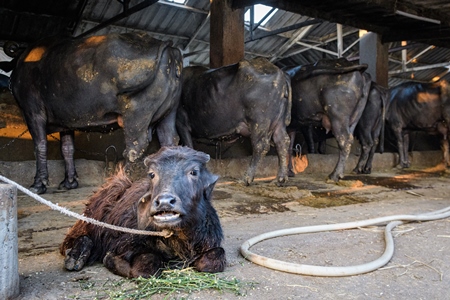 Farmed Indian buffalo calf tied up away from the mother, with a line of chained female buffaloes in the background on an urban dairy farm or tabela, Aarey milk colony, Mumbai, India, 2023