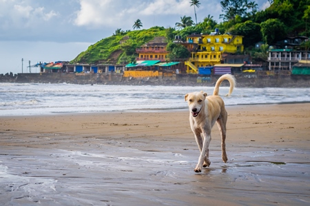 Dog on the beach with colourful buildings in the background at Arambol, Goa