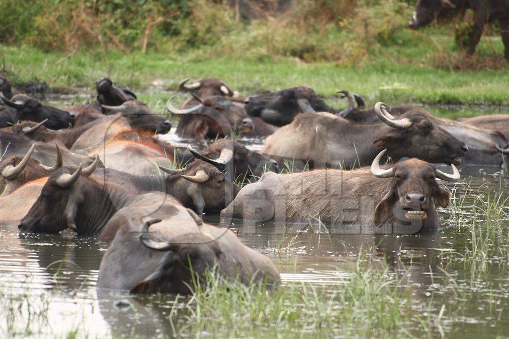 Many water buffalo wallowing in a lake