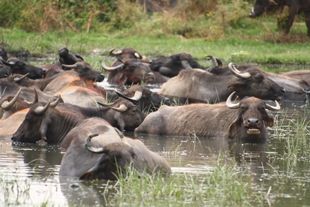 Many water buffalo wallowing in a lake