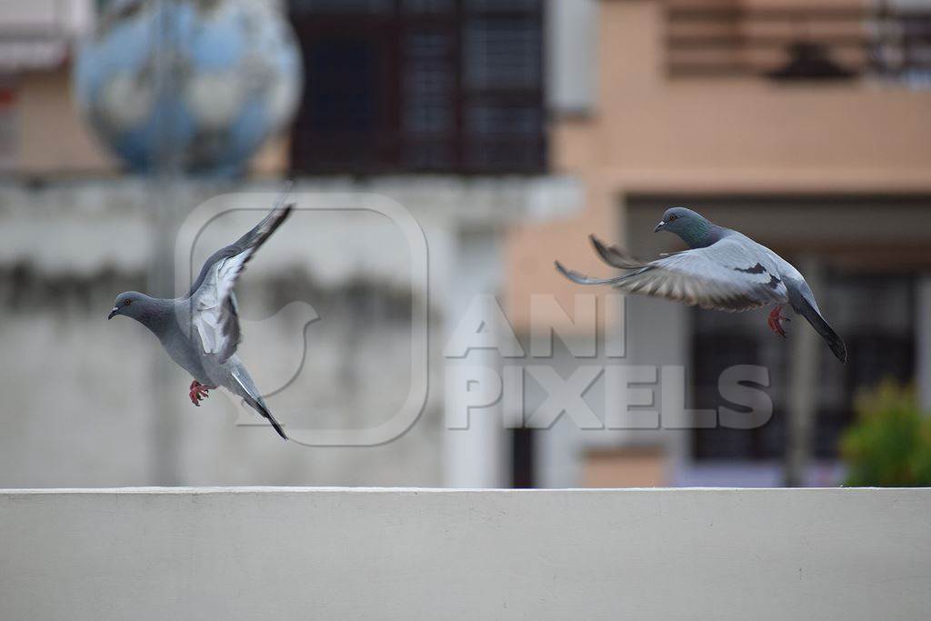Two pigeons in flight an urban city