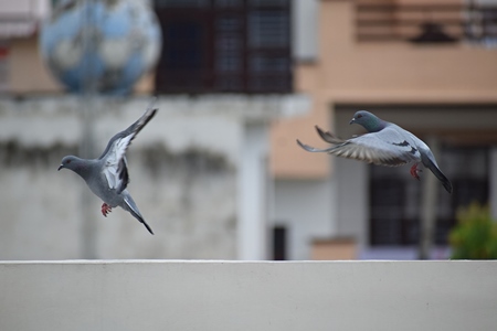 Two pigeons in flight an urban city
