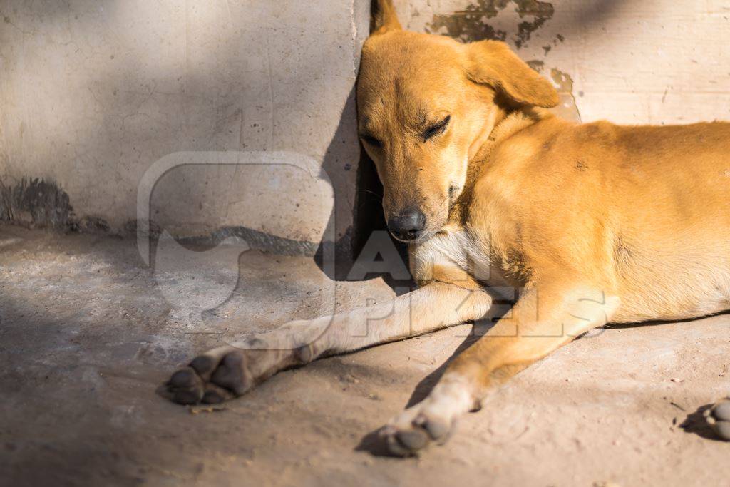 Stray street dog sleeping on the street in urban city