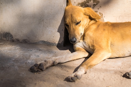 Stray street dog sleeping on the street in urban city