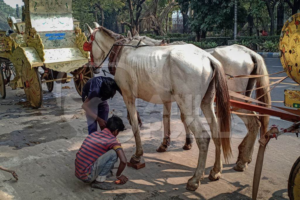 Horses in poor condition and exploited for animal rides stand in front of Victoria Memorial, Kolkata, India, 2021