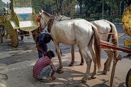Horses in poor condition and exploited for animal rides stand in front of Victoria Memorial, Kolkata, India, 2021